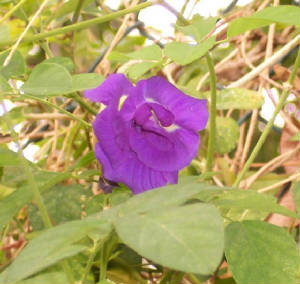 flowers12.jpg