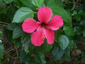 flowers21.jpg