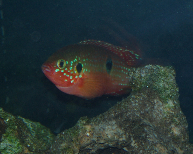 fishfour.jpg