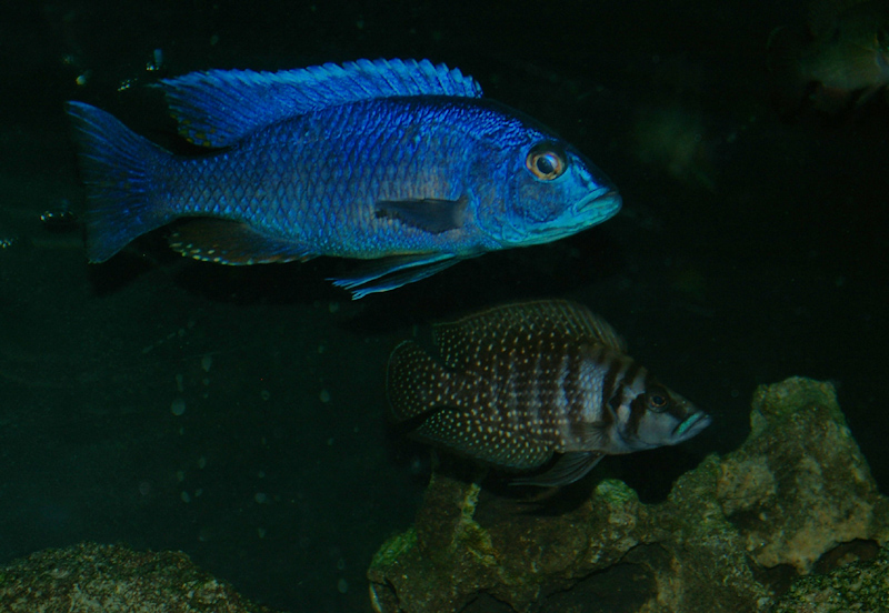 fishthree.jpg