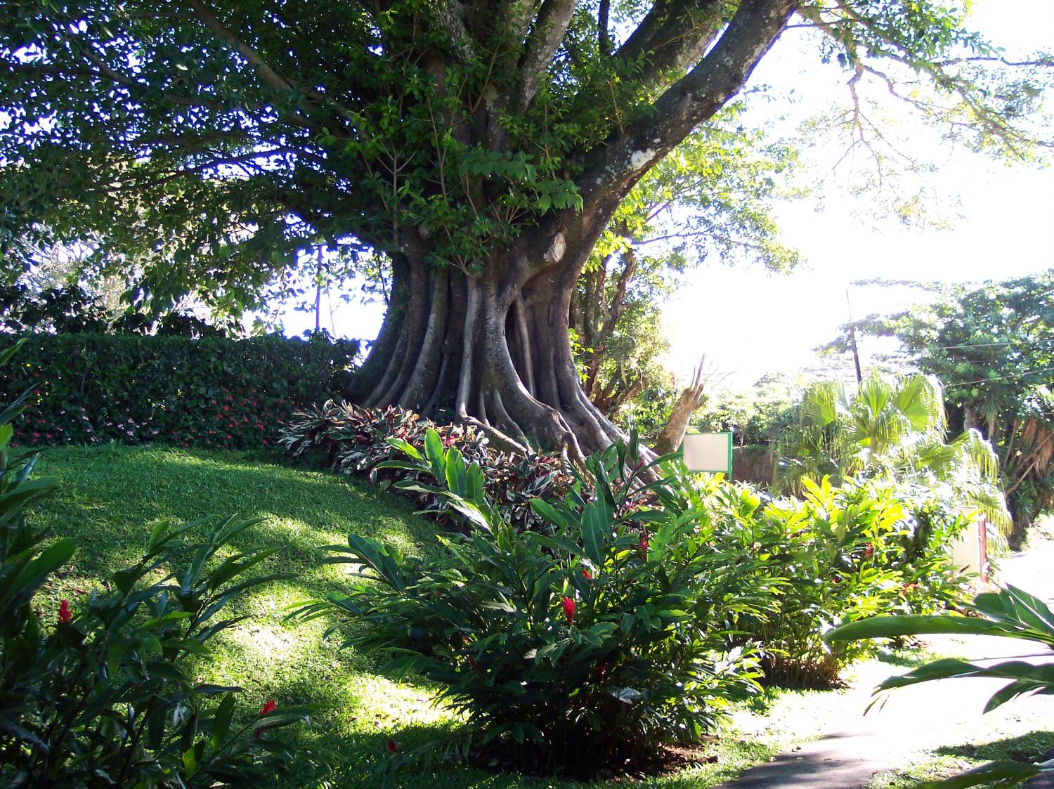 tree.jpg